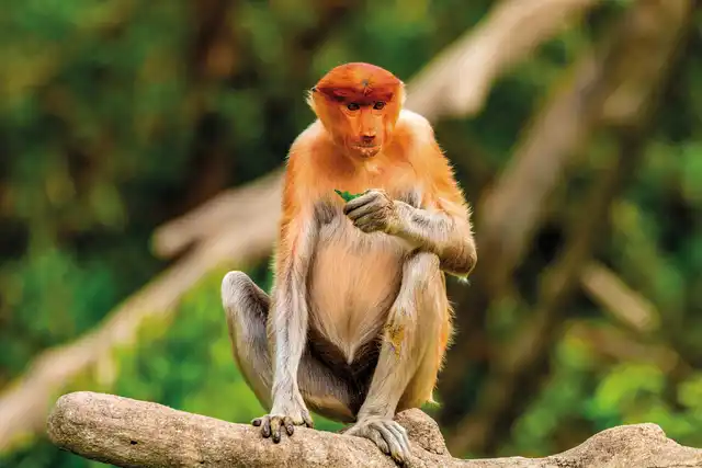 Kleine Borneo Rundreise inkl. Mulu (9 Nächte) Tiere