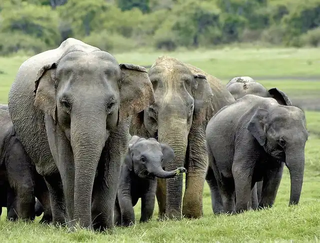 Königsstädte Sri Lankas (Privatreise) Tiere