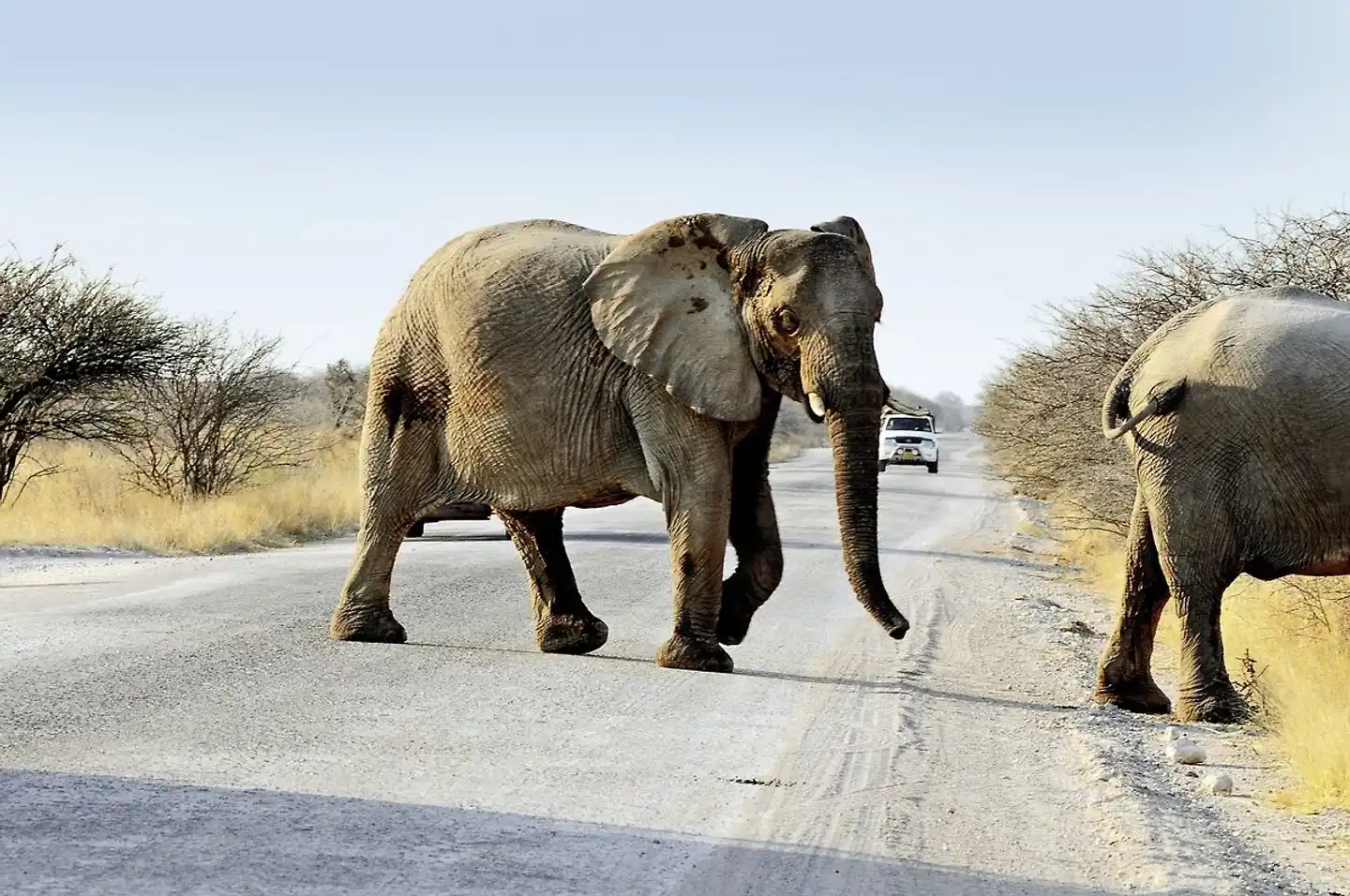 Das ist Namibia! Tiere