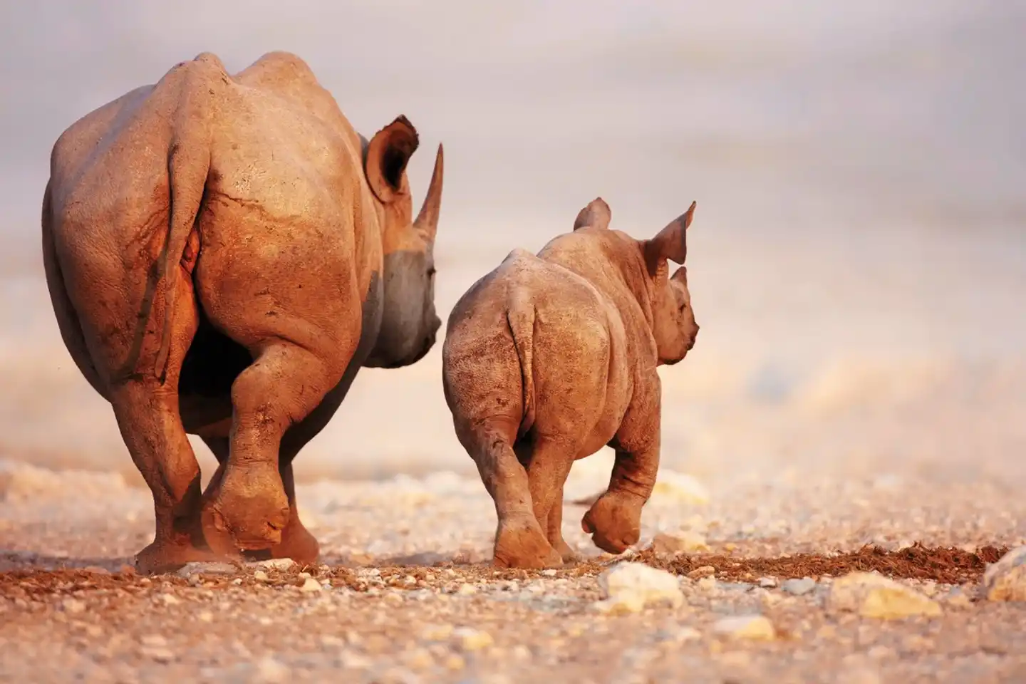 Ausflugspaket Etosha Nationalpark Tiere