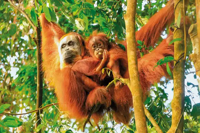Höhepunkte Indonesiens - Sumatra und Java entdecken (Privatreise) Tiere