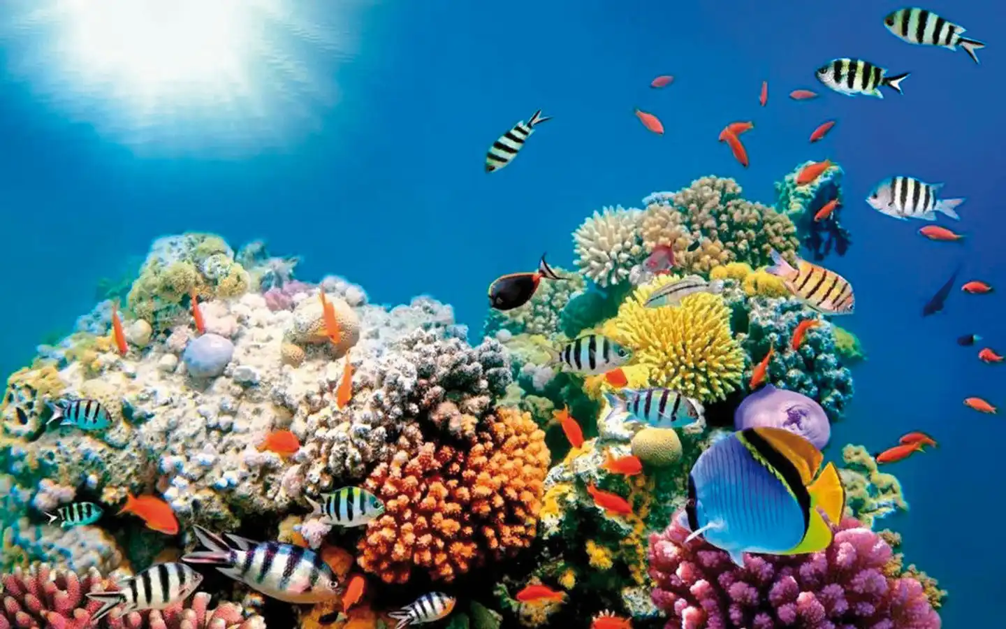 Marigot Beach Club & Dive Resort Tiere