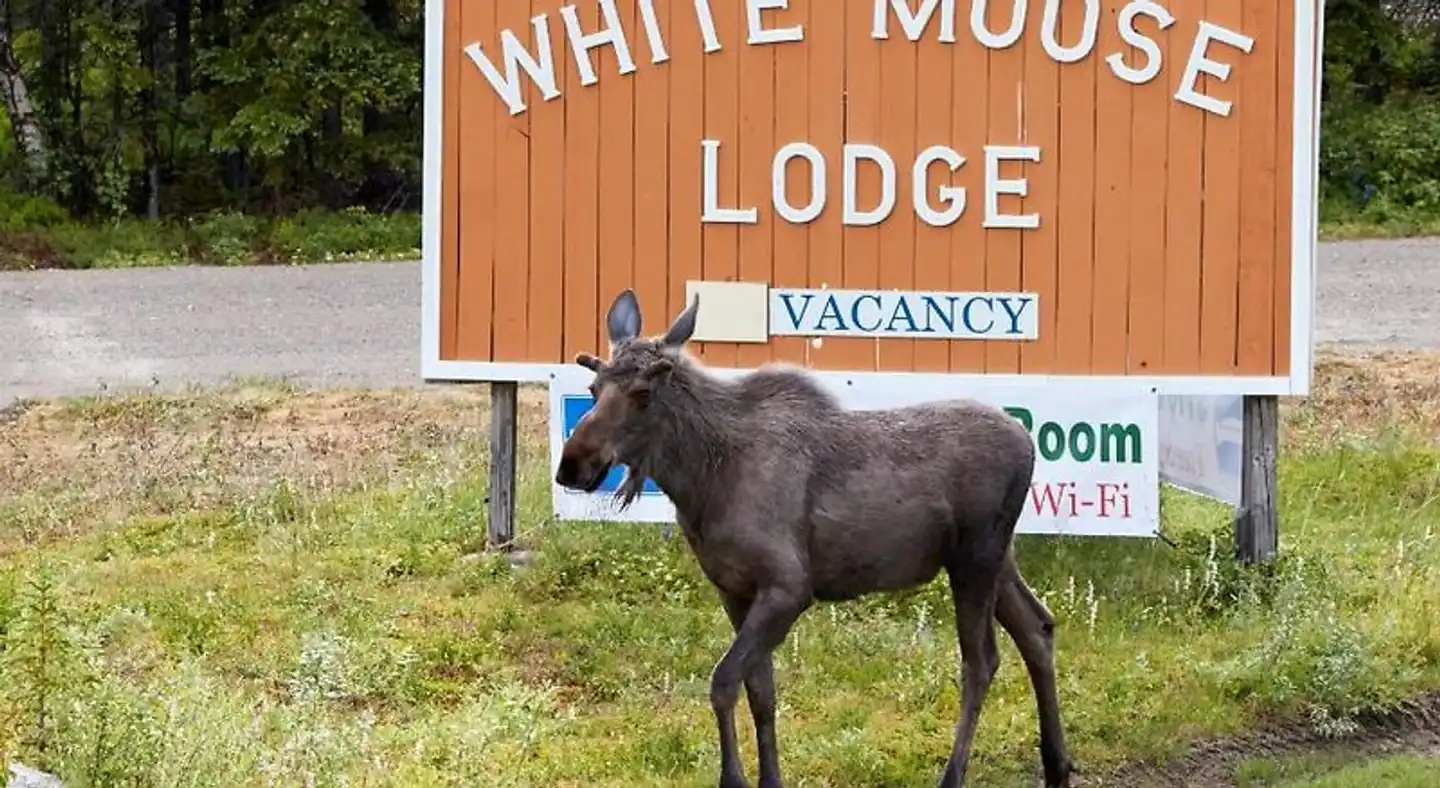 White Moose Lodge Tiere