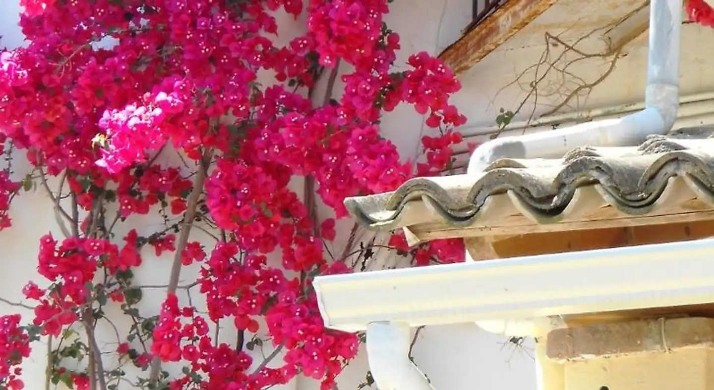 Anemona Studios Wellness