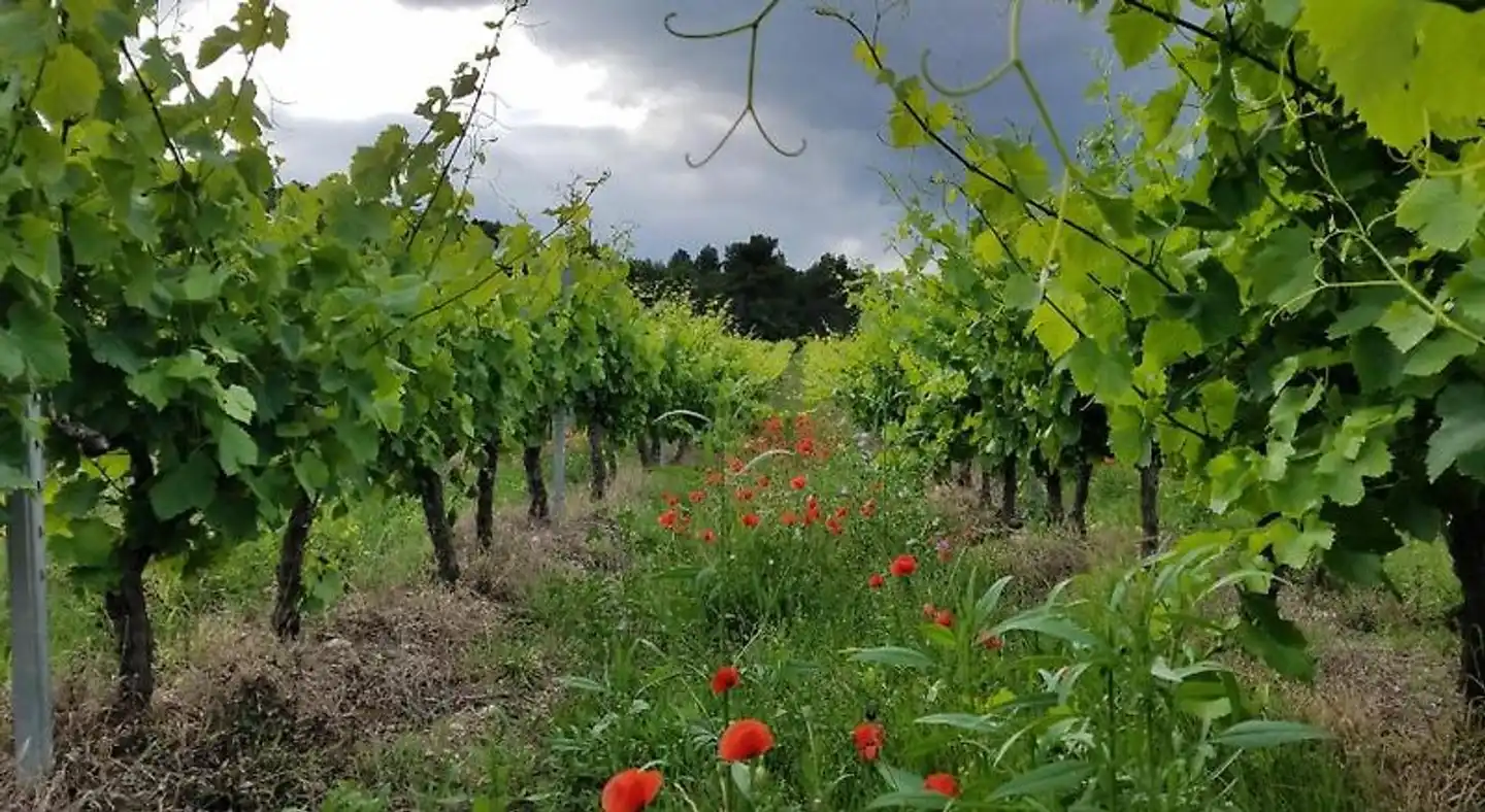 Château La Villatade Landschaft