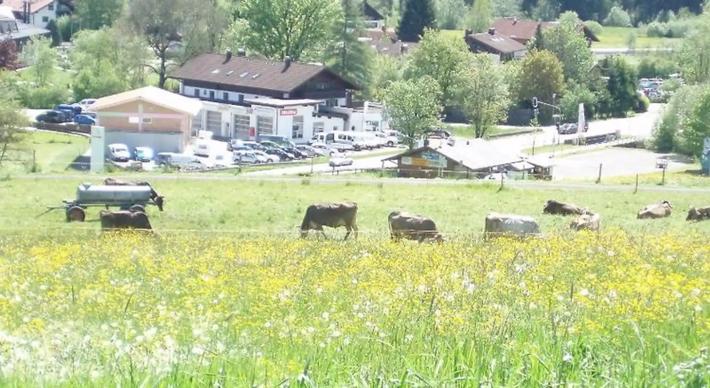 Alpenblick Tiere