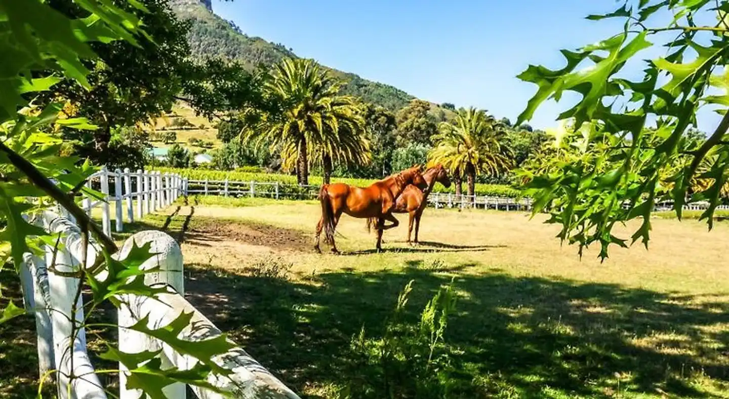 Zorgvliet Wines Country Lodge Tiere