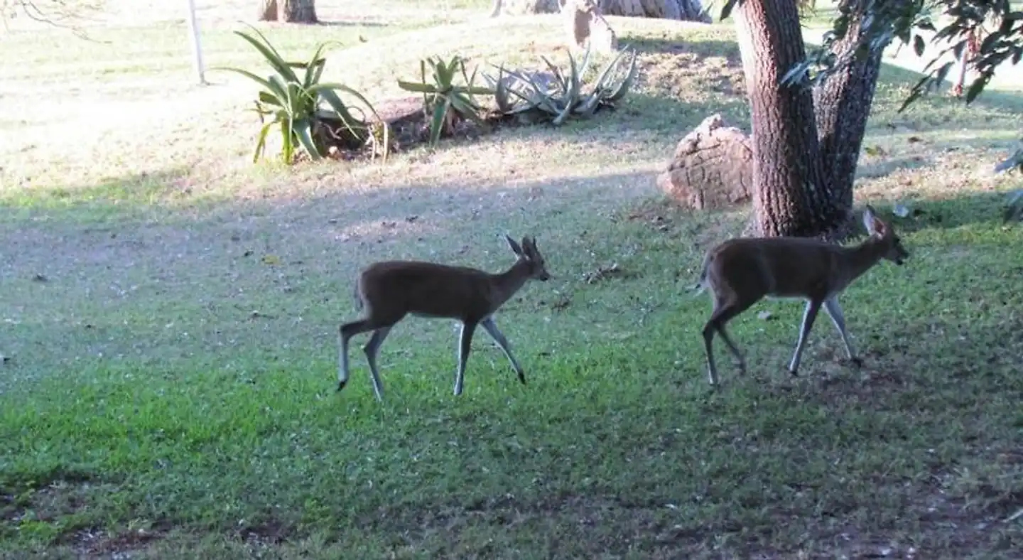 Matumi Golf Lodge Tiere