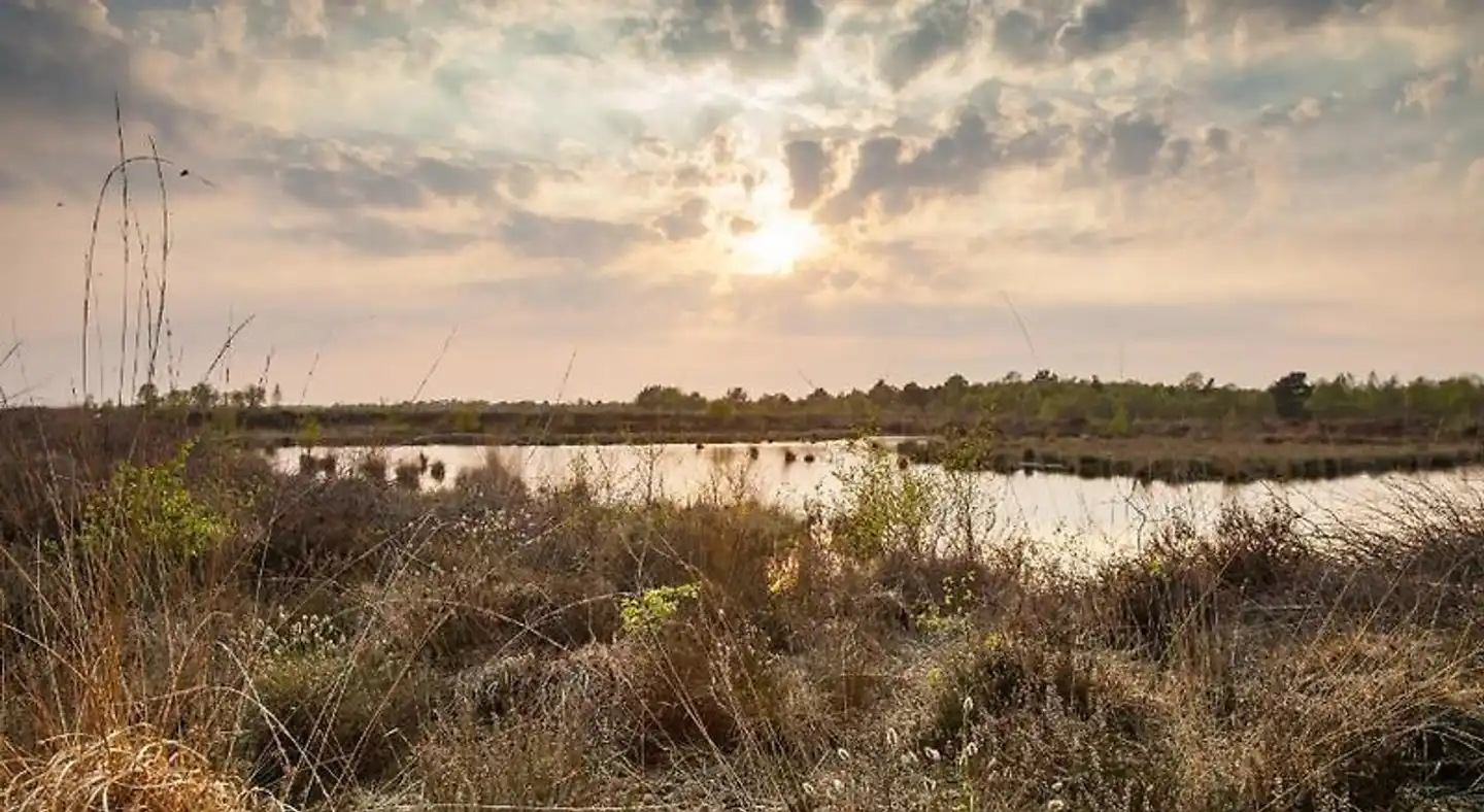 Heidegrund Landschaft