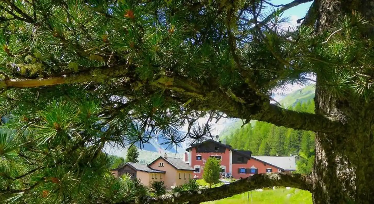 Hotel Roseg-Gletscher Garten