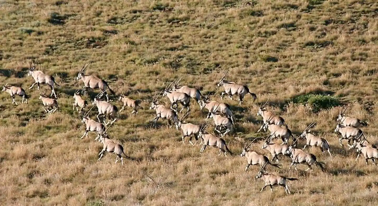 Mount Camdeboo Private Game Reserve Tiere
