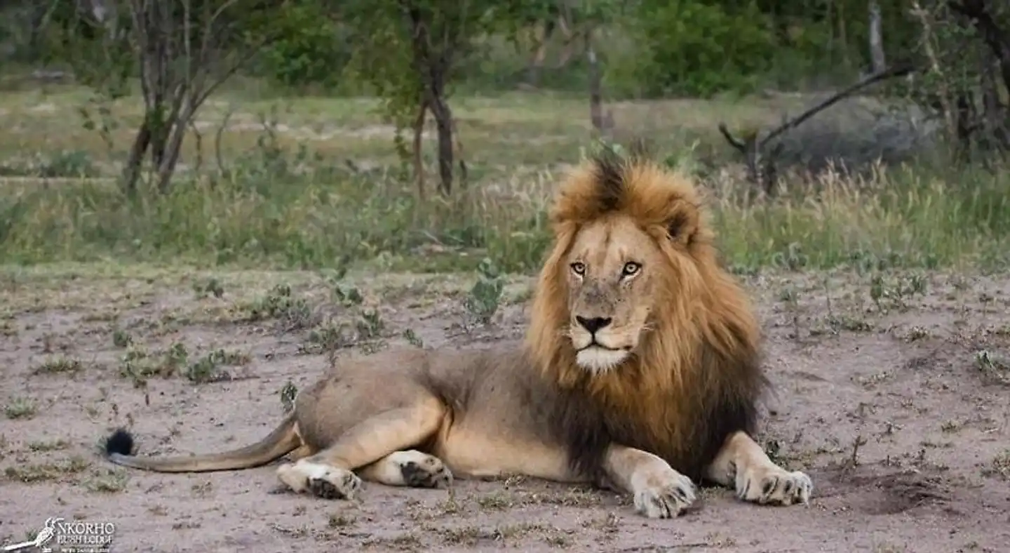 Nkorho Bush Lodge Tiere
