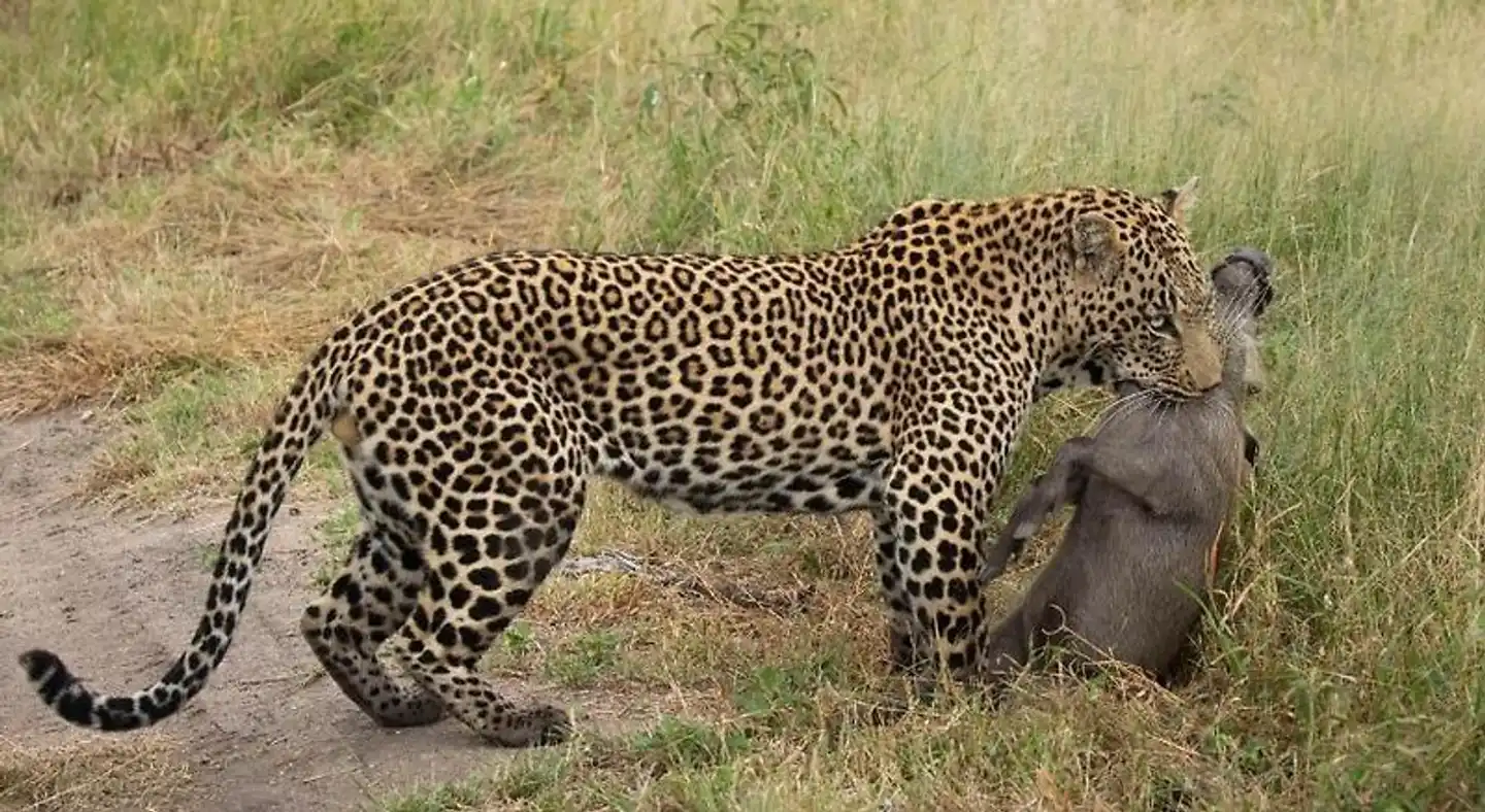 Nkorho Bush Lodge Tiere