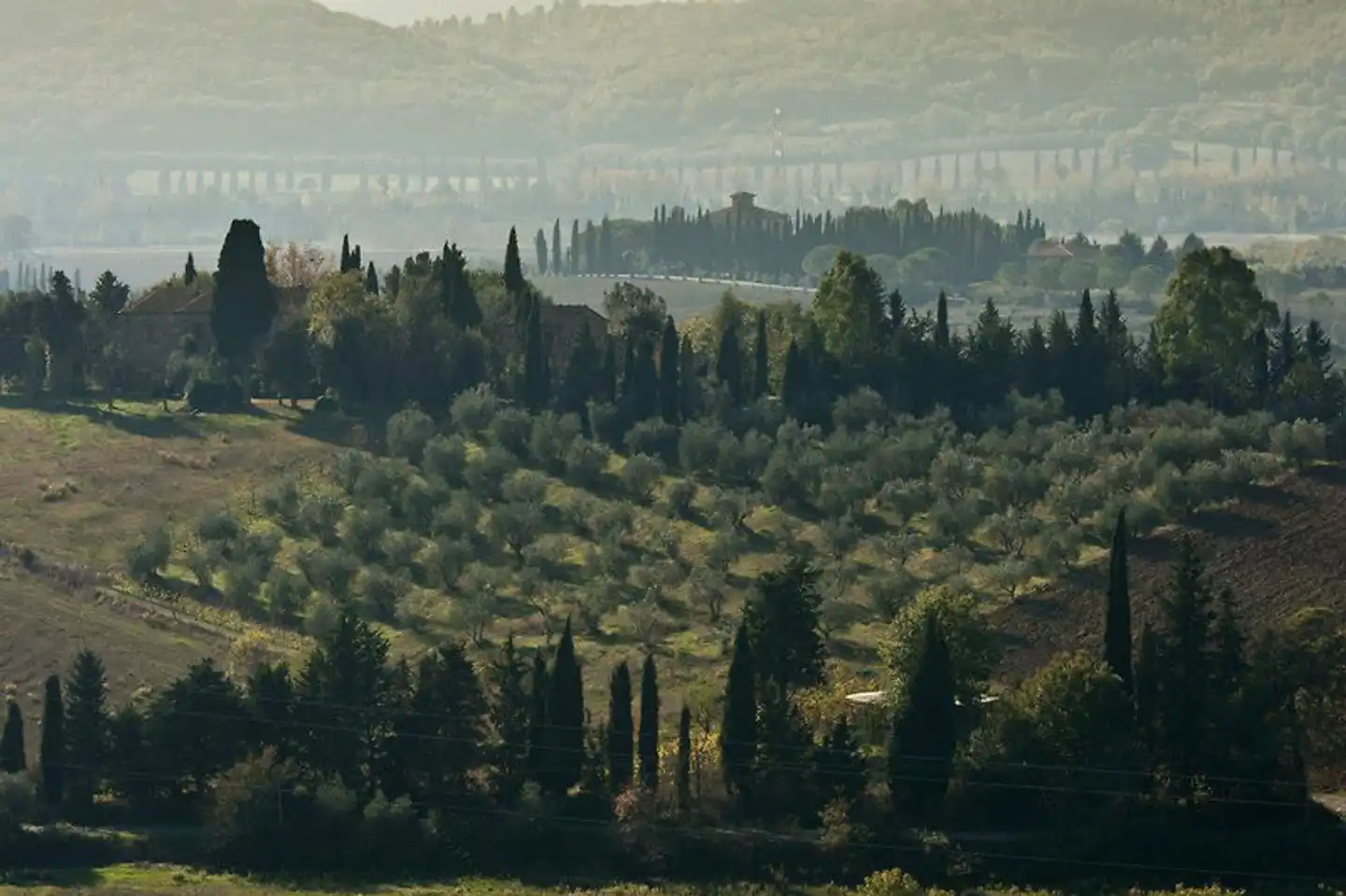 Tenuta Casteani Wine Resort Landschaft