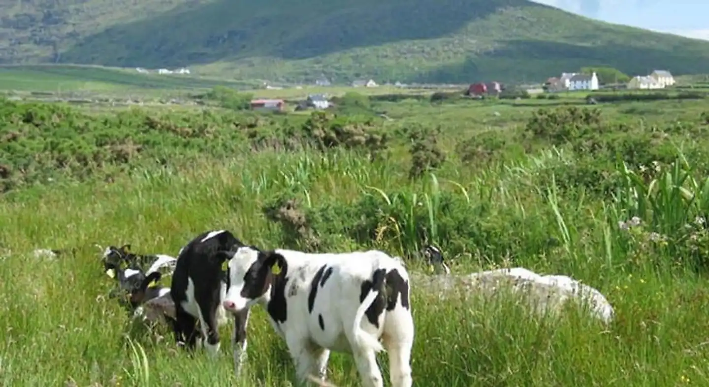 Coill an Rois B&B Tiere
