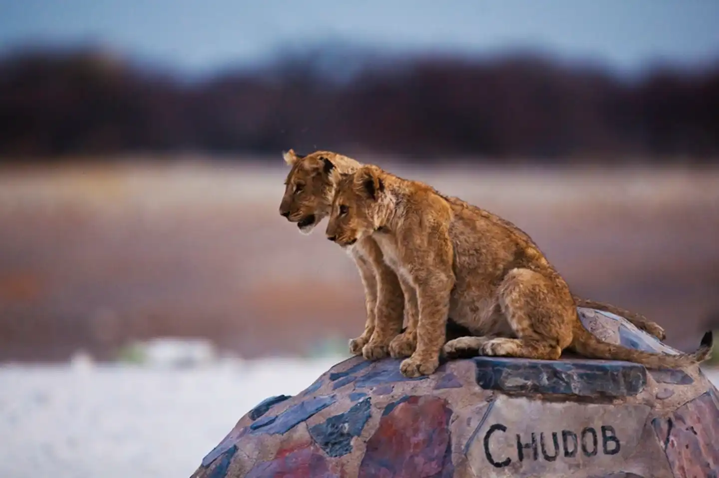 Gondwana Collection: Namibia mit Herz und Seele Tiere
