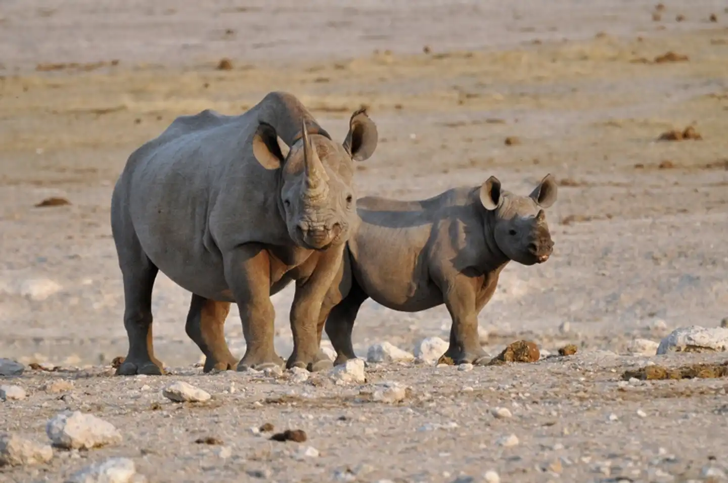 Gondwana Collection: Namibia mit Herz und Seele Tiere