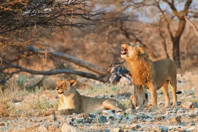 Namibias Nationalparks Tiere