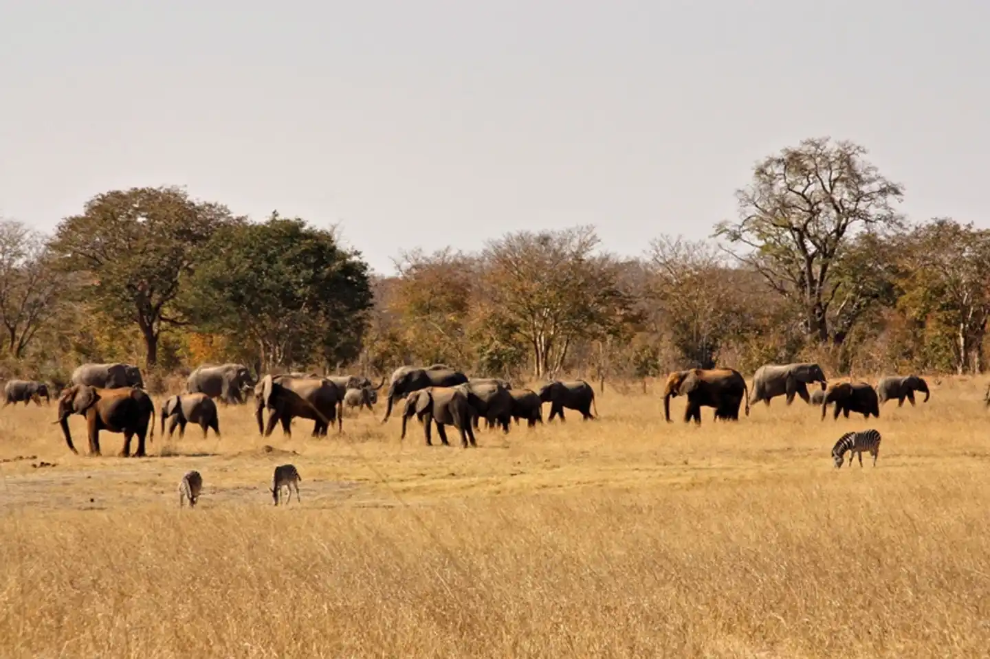 Aventure dans le parc national de Hwange Tiere