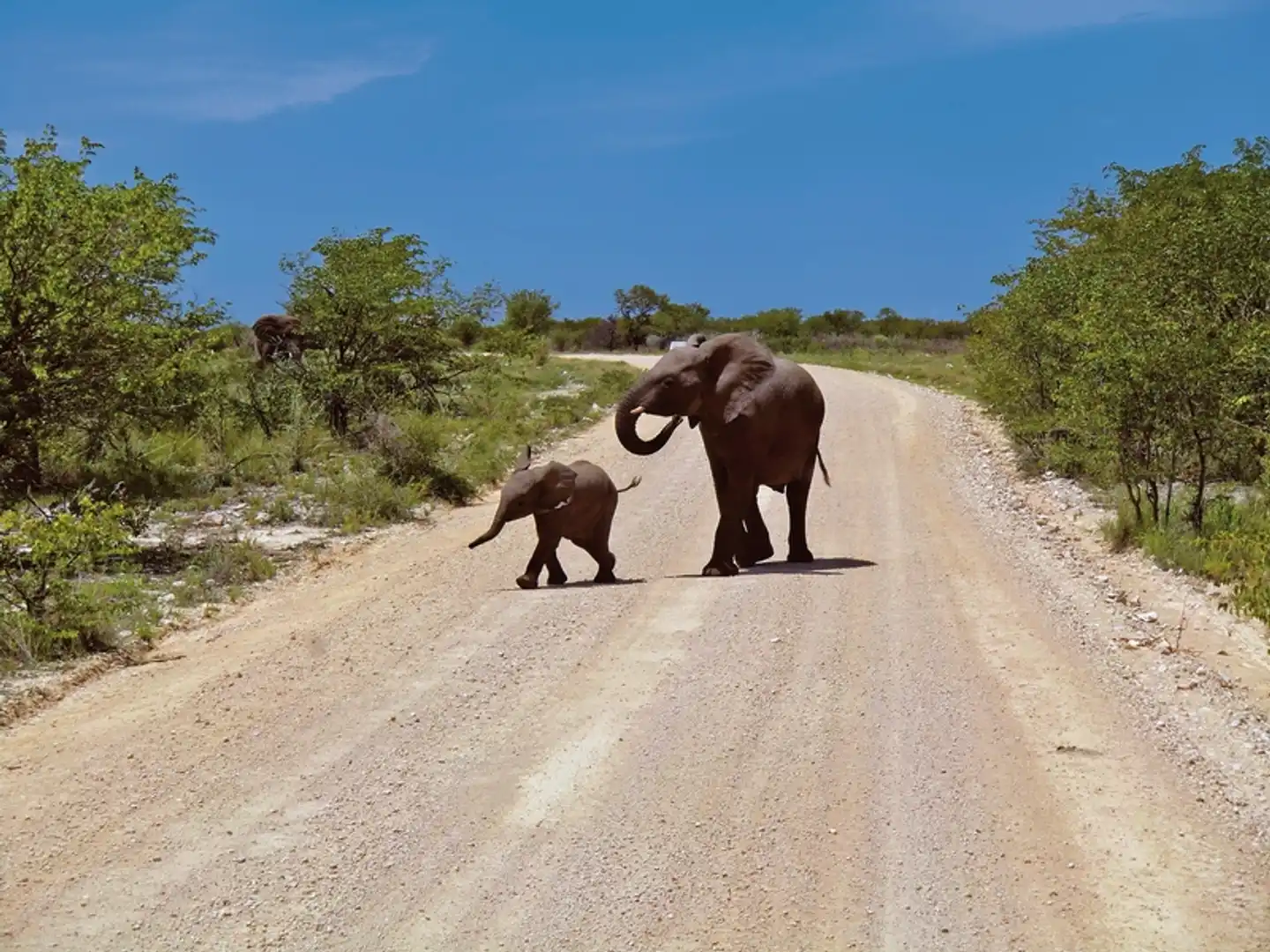 Go4Namibia - Erlebnisreise für die ganze Familie Tiere