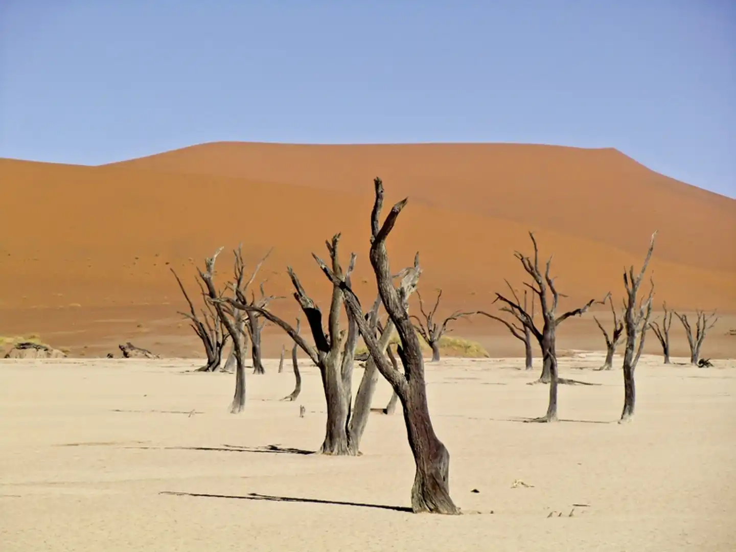 Das ist Namibia! Tiere