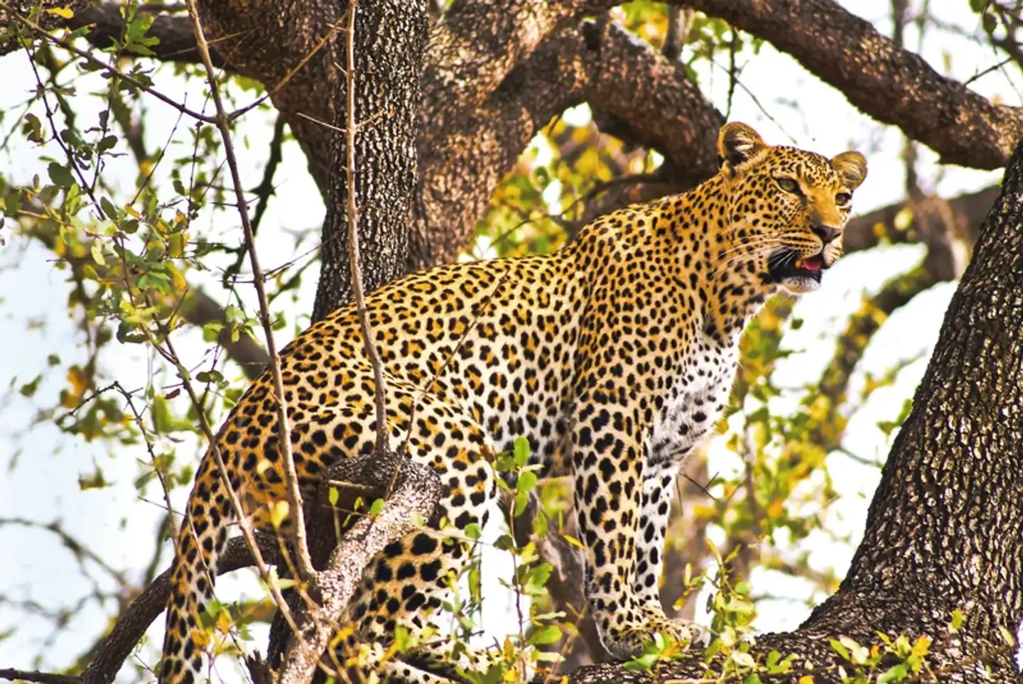 Safariromantik - Botswana und Victoria Falls Tiere