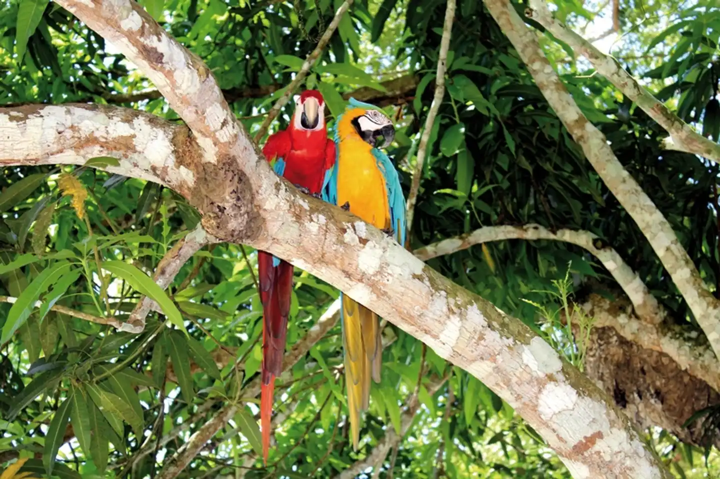Amazonas Kreuzfahrt: Amazon Clipper (3 Nächte) Tiere