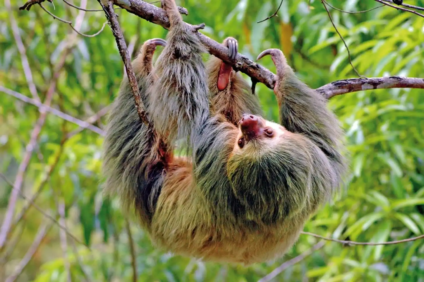 ADAC Special: Costa Rica - Grünes Juwel zwischen Karibik und Pazifik Tiere