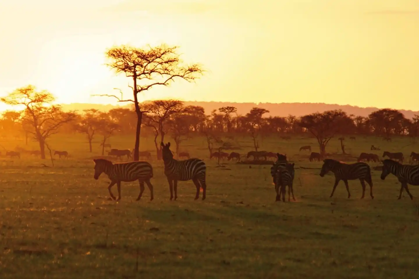 ADAC Special: Tansania und Sansibar - Tierwunder am Kilimanjaro Tiere