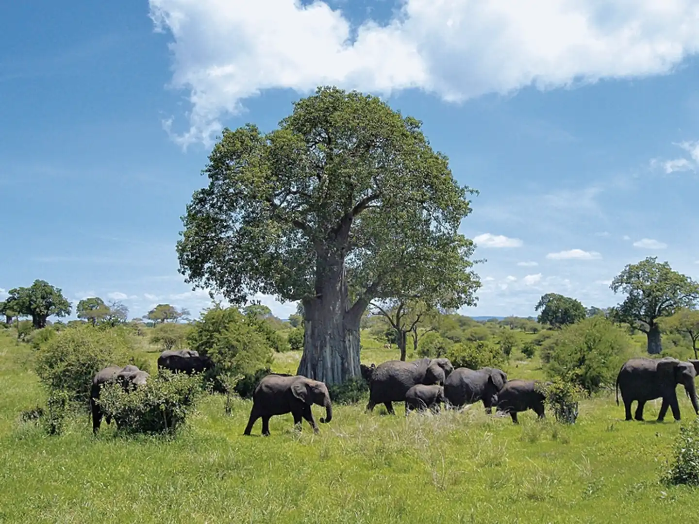 ADAC Special: Tansania und Sansibar - Tierwunder am Kilimanjaro Tiere