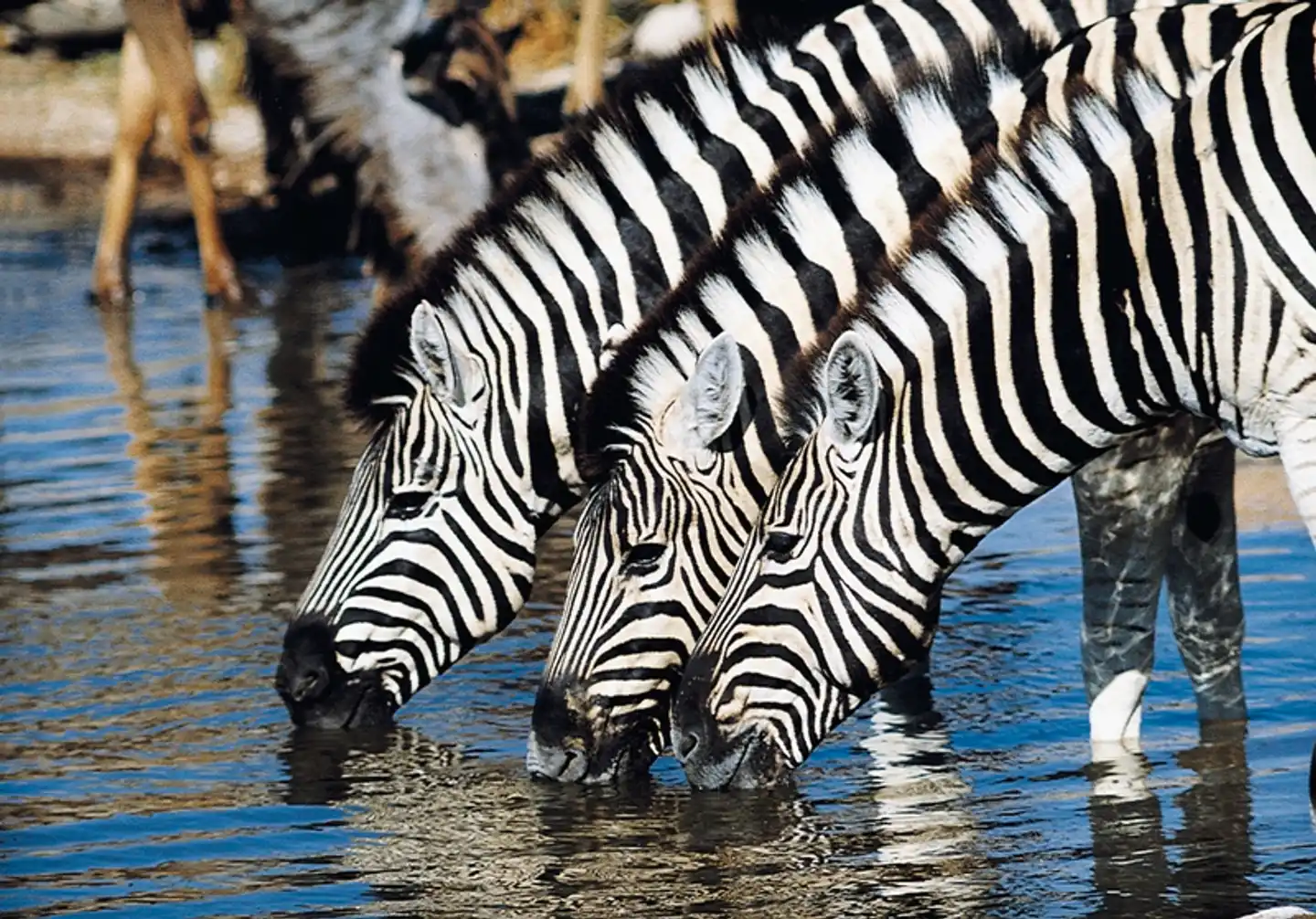 ADAC Special: Namibia, Botswana, Simbabwe - Auf den Spuren von David Livingstone Tiere