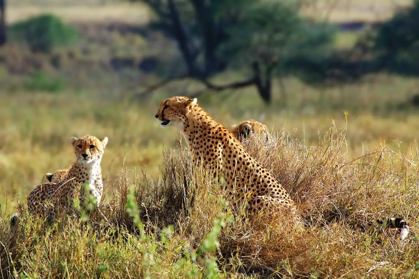ADAC Special: Tansania und Sansibar - Tierwunder am Kilimanjaro Tiere