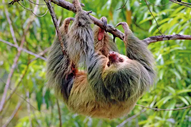 Abenteuer Costa Rica Deluxe Privatrundreise Tiere