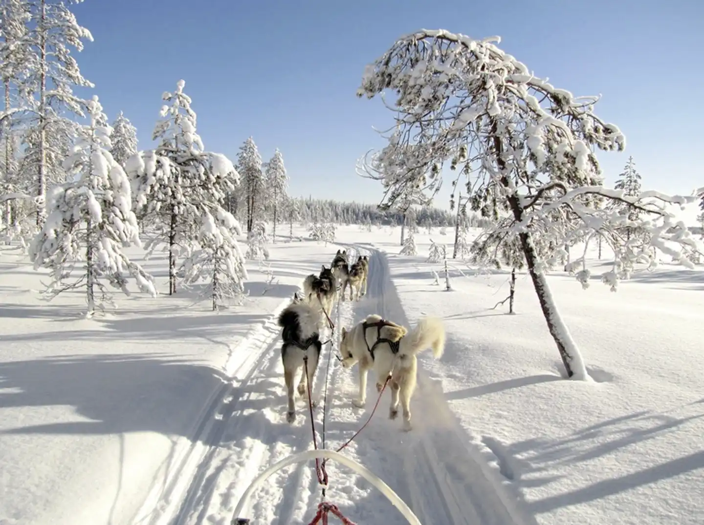 Wintertraum am Inarisee 7 Nächte Tiere