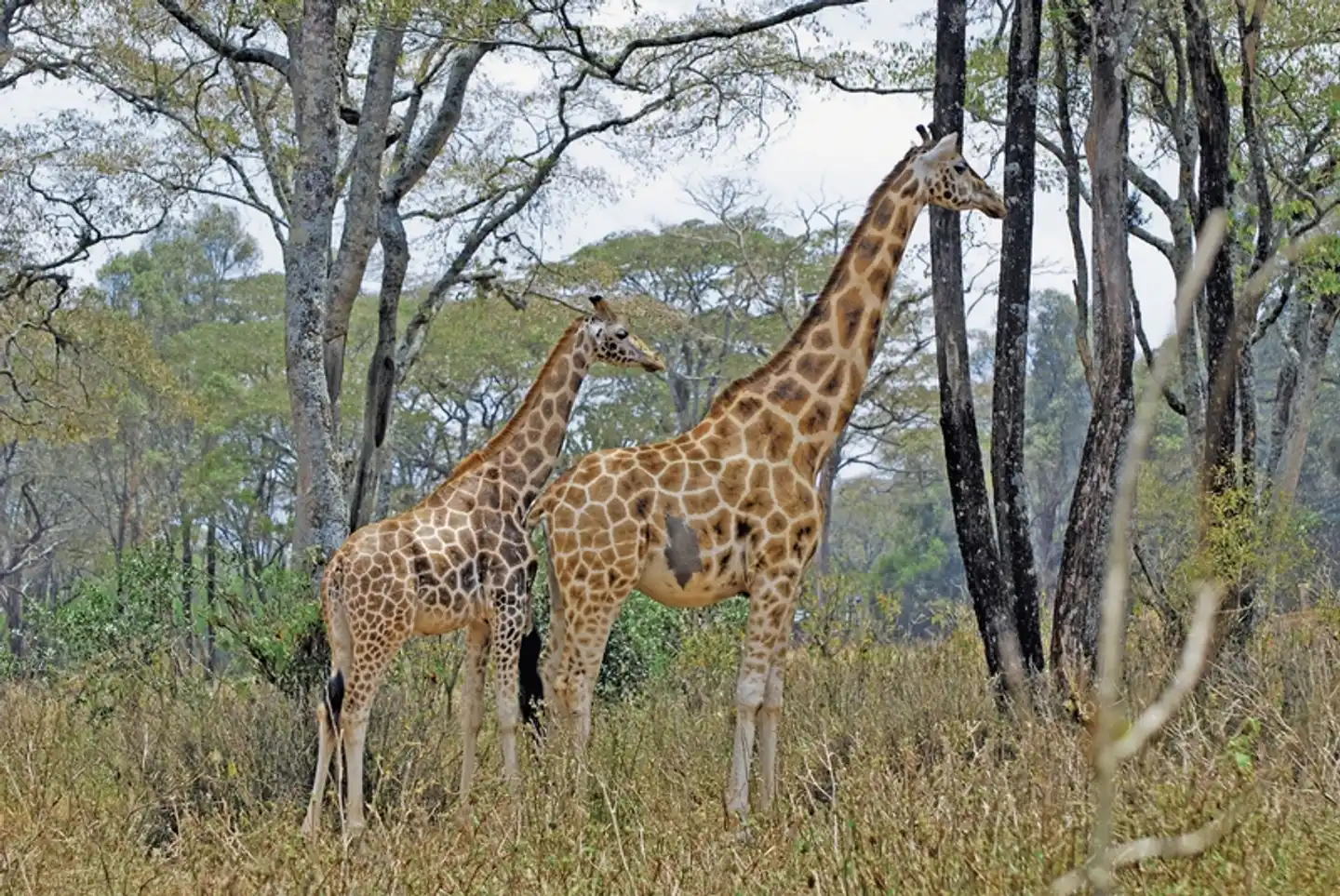 Drifters - Kenia & Tansania Explorer (Accommodated Tour) Tiere