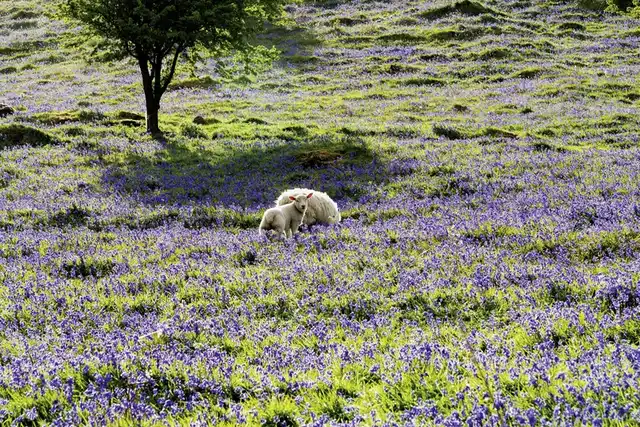 Entlang der Höhepunkte Irlands Tiere