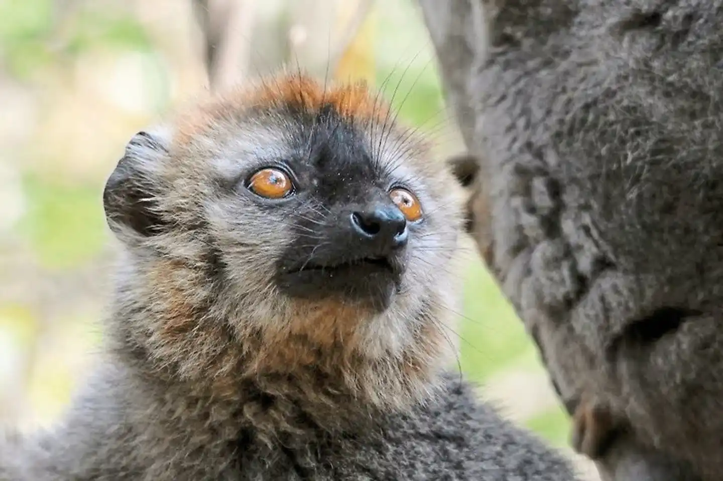 Naturparadies Madagaskar (ohne Badeverlängerung) Tiere