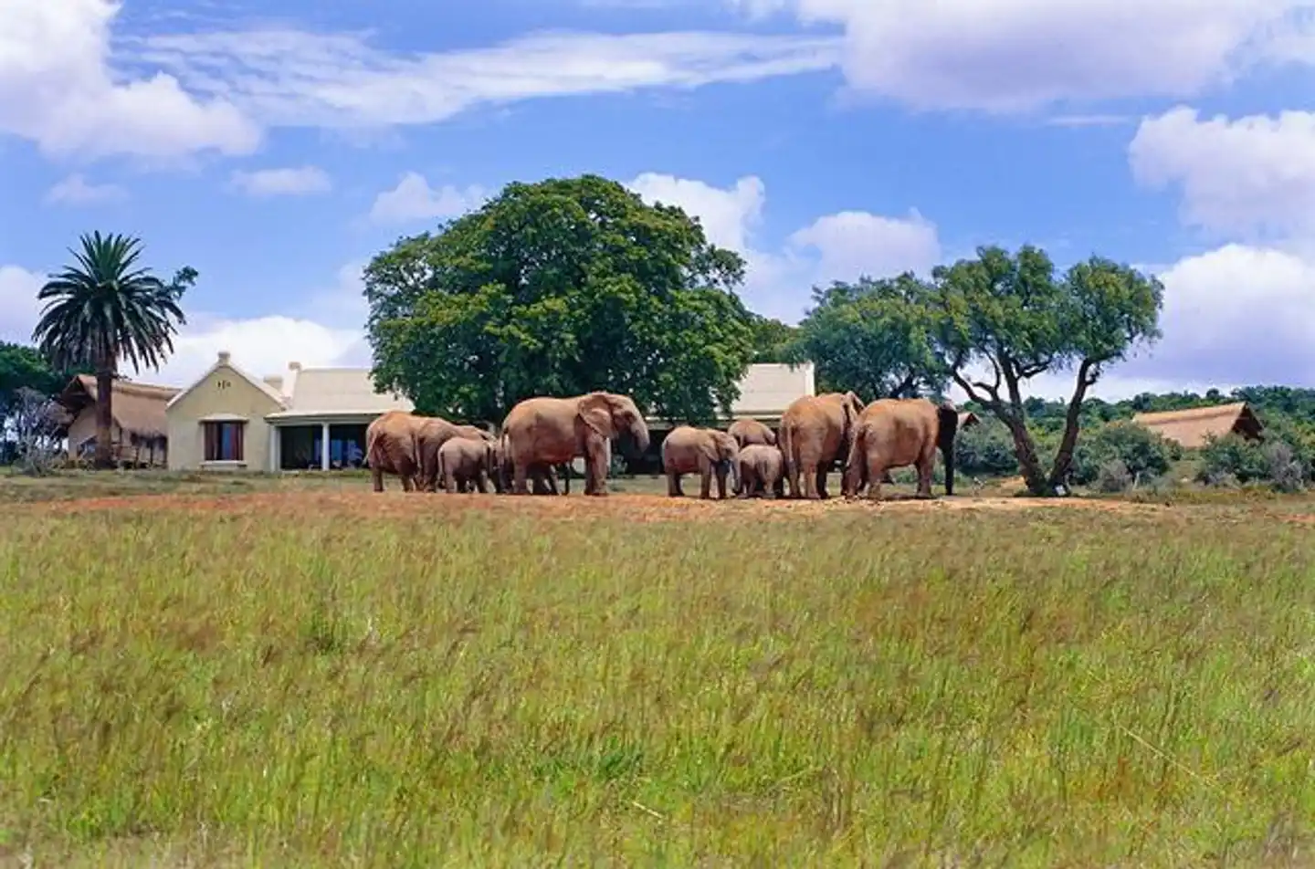 Gorah Elephant Camp Tiere