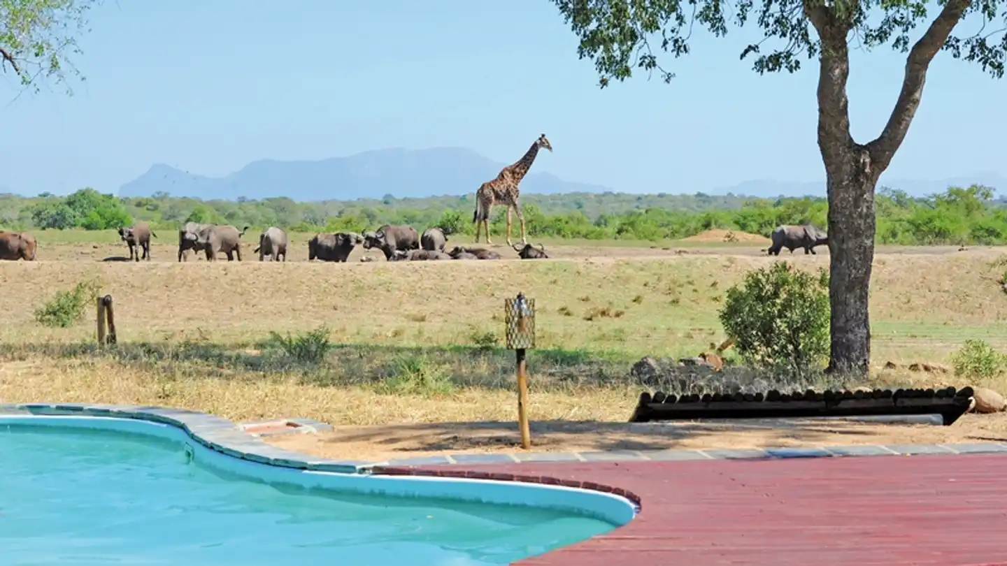 Tangala Safari Camp Tiere