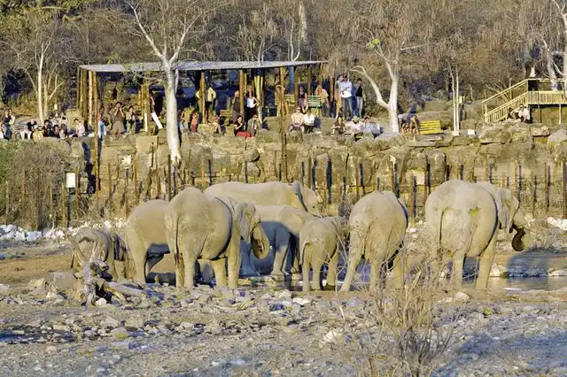 Halali Camp Tiere
