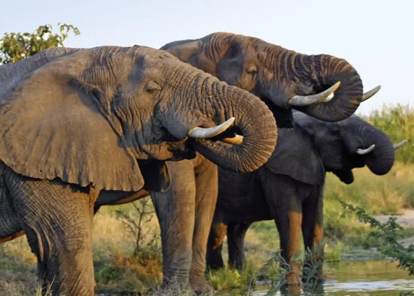 Ulusaba Private Game Reserve Tiere