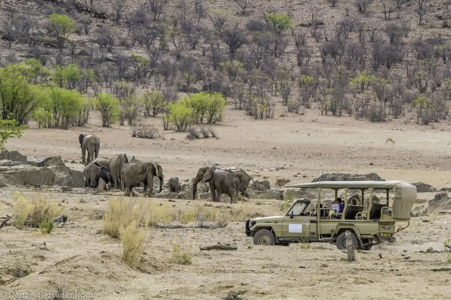 Hobatere Lodge Tiere