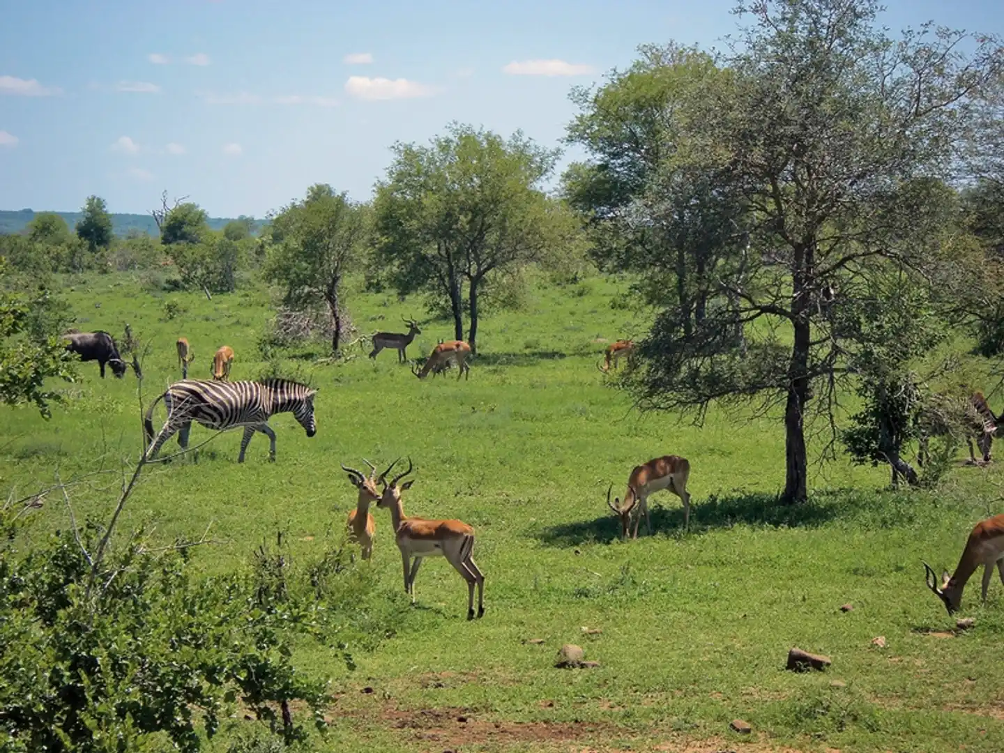 Olifants Camp Tiere