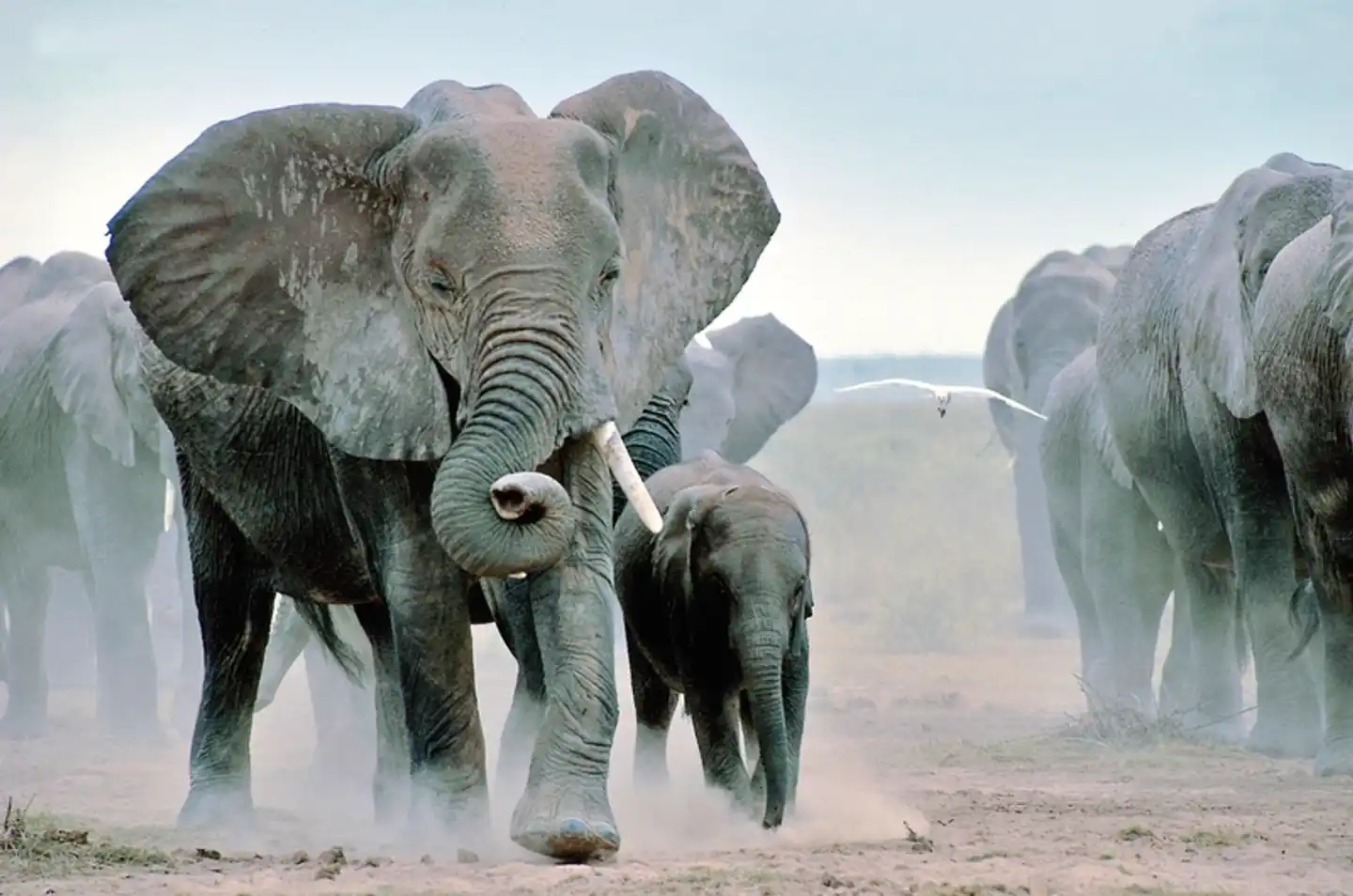 Masai Mara Fly-In Safari Premium ab/bis Mombasa Tiere