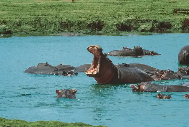Tsavo Abenteuer (Privatreise) Tiere