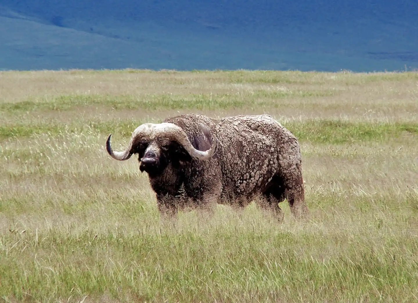 Tsavo Abenteuer (Privatreise) Tiere