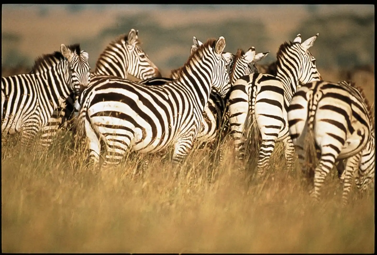 Tsavo Abenteuer (Privatreise) Tiere