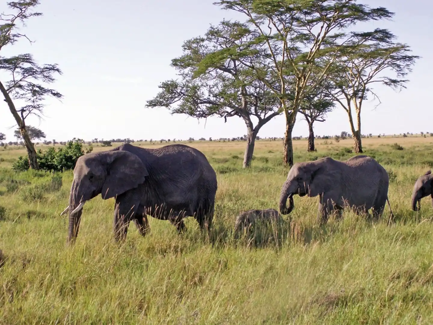 Karibu Kenia Tiere