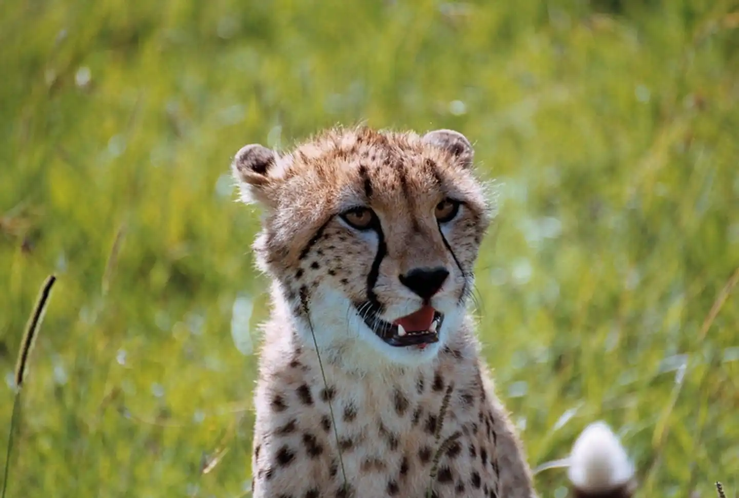 Karibu Kenia Tiere