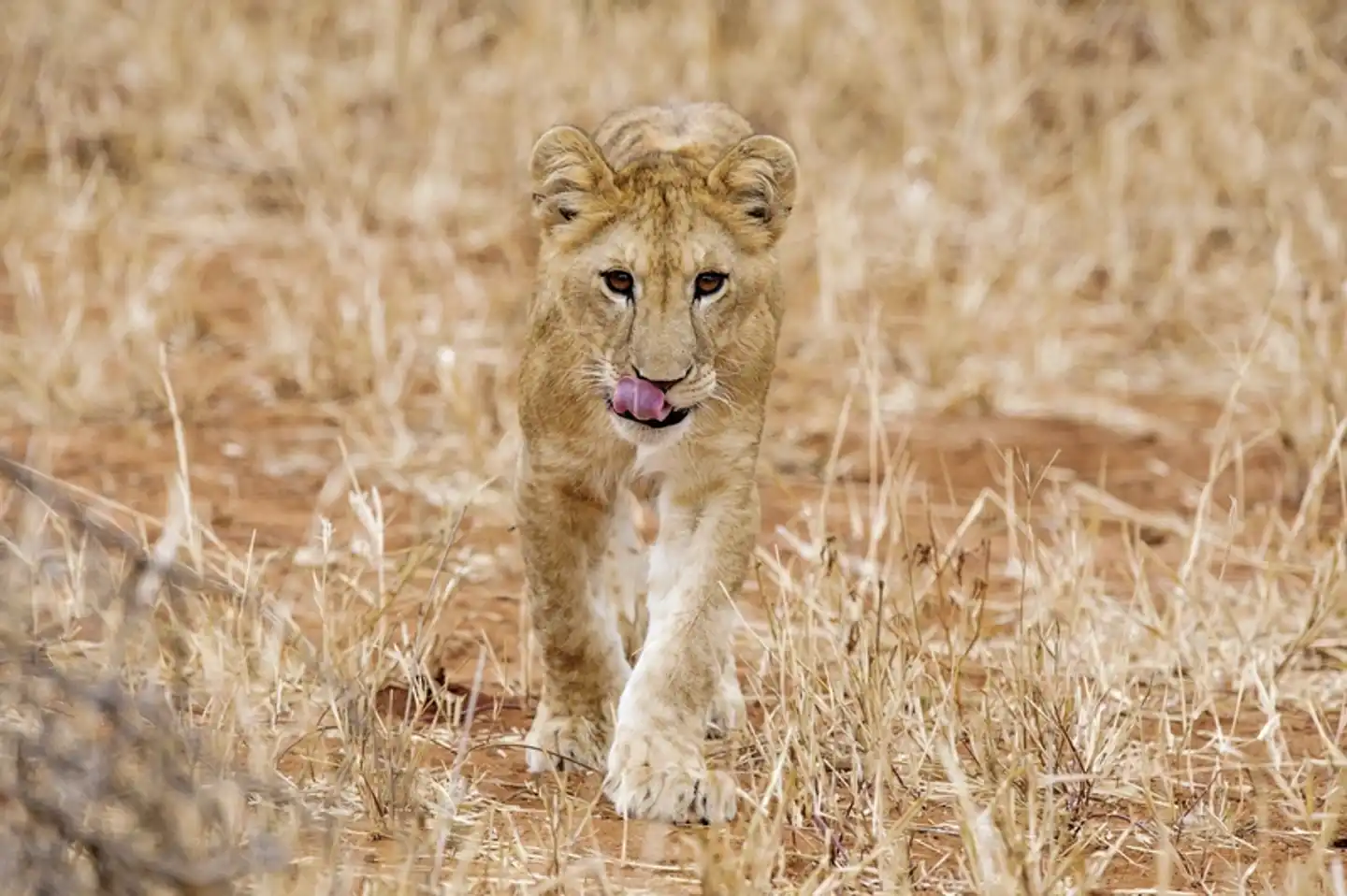 Abenteuer Tansania Tiere